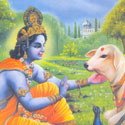 Sri Krishna and Calf