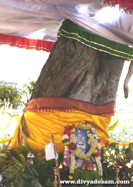 Swamy Ananthazhwan in the form of tree